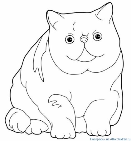 Британская кошка раскраска