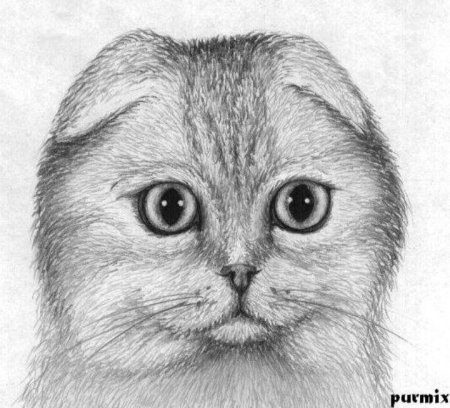 Раскраска вислоухий кот
