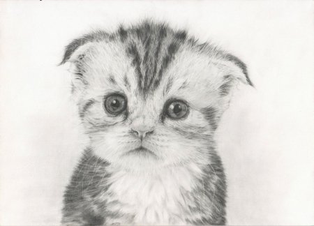 Раскраска кот вислоухий британец