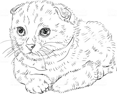 Сидячая кошка рисунок