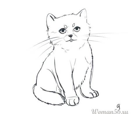 Вислоухая кошка рисунок