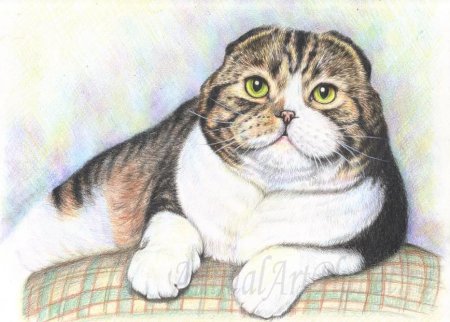 Шотландская вислоухая кошка карандашом
