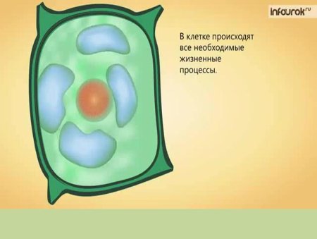Клетка растений для малышей