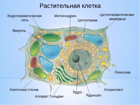 Схема строения растительной клетки