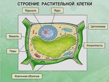 Составляющие растительной клетки