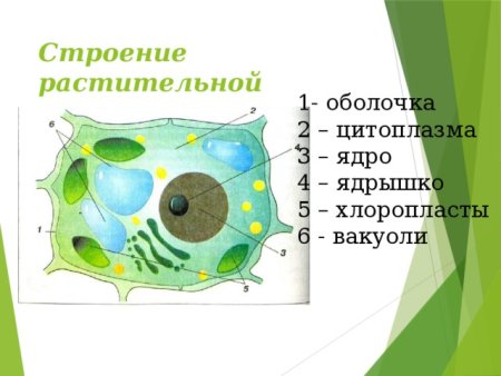 Строение растительной клетки 5 класс биология