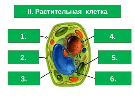Строение растительной клетки 5 класс биология