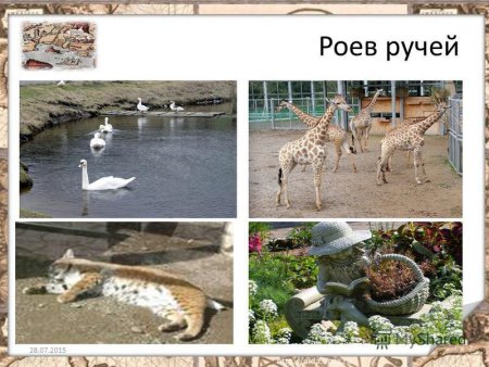 Презентация роев ручей Красноярск
