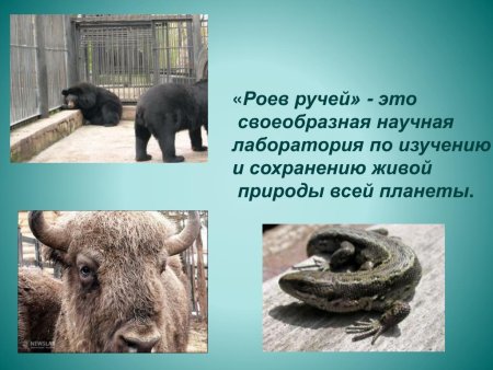 Роев ручей в Красноярске доклад