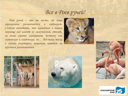Презентация роев ручей Красноярск