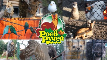 Городской парк Флоры и фауны роев ручей Красноярск