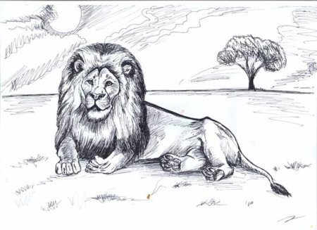 Рисунок Льва карандашом для срисовки