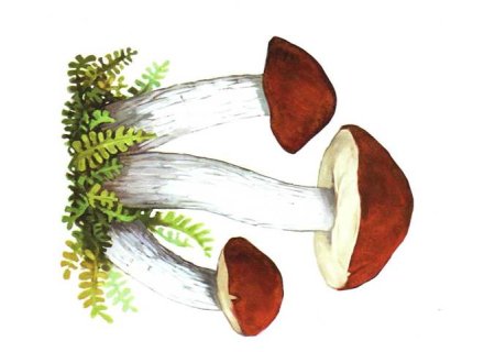 Рисунки ягод и грибов