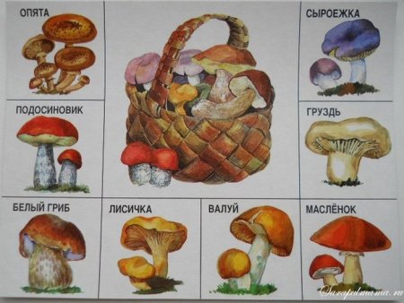 Грибы карточки для детей с названиями съедобные и несъедобные