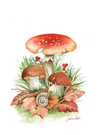 Грибы цветными карандашами