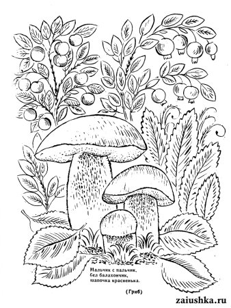 Раскраски грибов и ягод