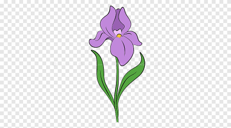 Ирис цветок рисунок карандашом