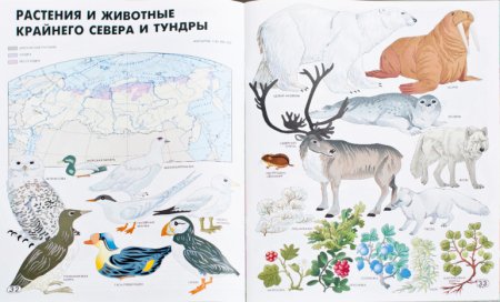 Растения севера для детей