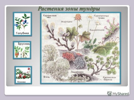 Растительный мир тундры для дошкольников