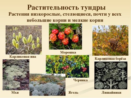 Природная зона тундра растения