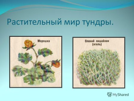 Ягель и карликовая береза