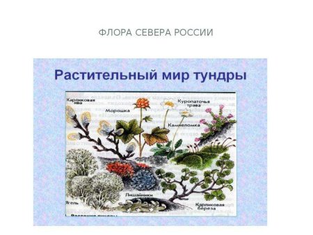 Растения Арктики раскраска для детей