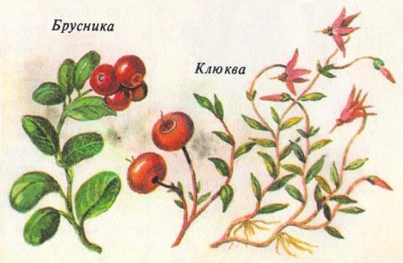 Летняя тундра рисунок