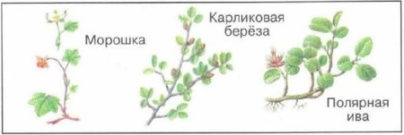 Раскраска природа севера для детей