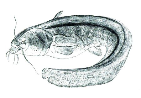 Туркестанский сомик (Glyptosternum reticulatum)