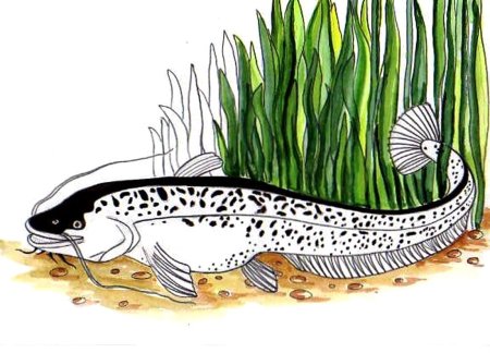 Сом нарисовать