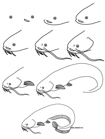Поэтапное рисование сома