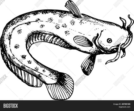 Сом карандашом