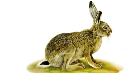 Заяц-Русак красная книга