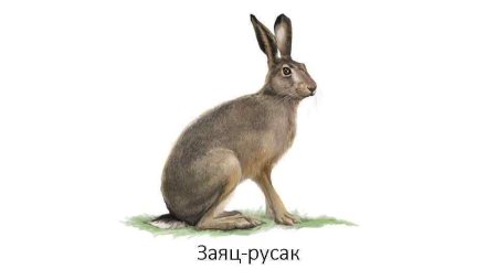 Заяц Русак для детей