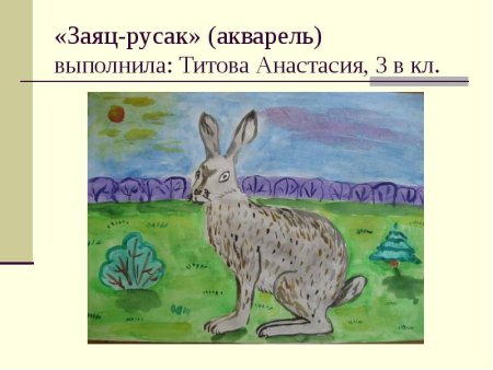 Заяц Русак рисунок