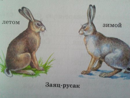 Заяц Русак раскраска