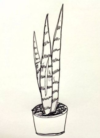 Сансевьера 1 класс