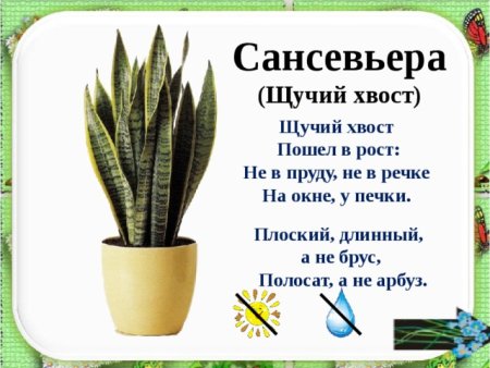 Сансевьера, щучий хвост паспорт растения