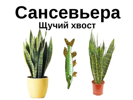 Сансевьера жилкование