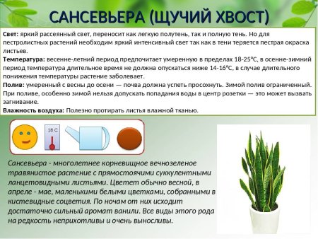 Сансевиерия Гиацинтовая Sansevieria hyacinthoides