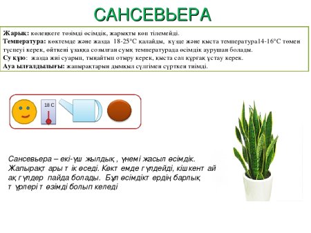 Родина Сансевиерия комнатного растения