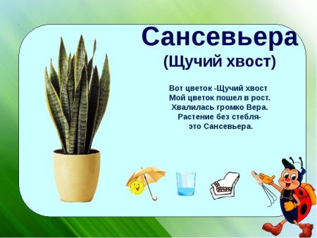 Сансевьера, щучий хвост паспорт растения