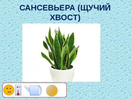 Комнатное растение сансевьера раскраска