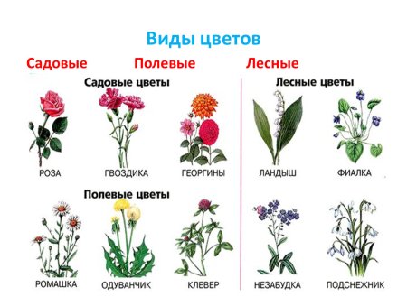 Виды цветов для детей