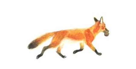 Пришвин Лисичкин хлеб иллюстрации к рассказу