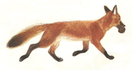 Рисунки к рассказам Пришвина о природе