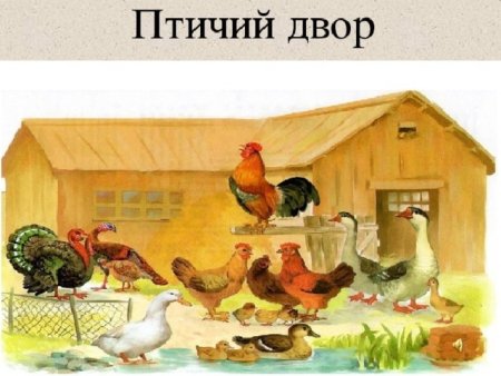 Рисование птичий двор