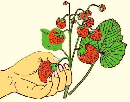 Собирать ягоды рисунок