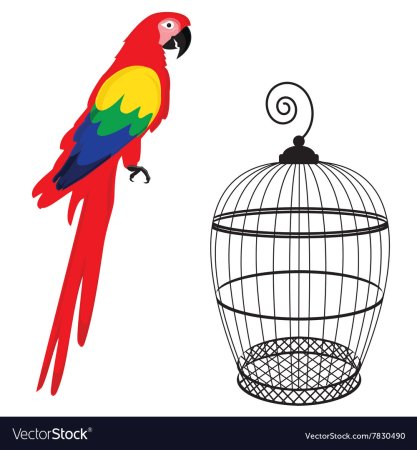 Попугай в клетке рисунок