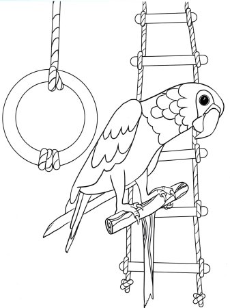 Раскраска попугай
